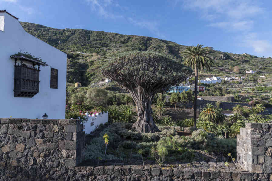 Tenerife 229 - Icod de los Vinos - Drago Milenario.jpg